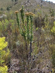 Syncarpha milleflora