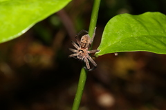 Heteropoda cooloola