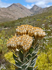 Syncarpha milleflora