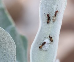Forelius pruinosus