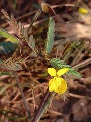Chamaecrista mimosoides
