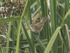 Acrocephalus bistrigiceps