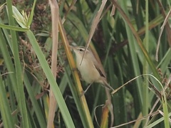 Acrocephalus bistrigiceps