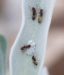 Forelius pruinosus