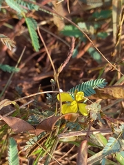 Chamaecrista mimosoides