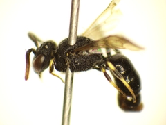 Hylaeus punctatus