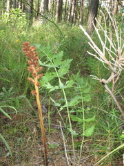 Orobanche bartlingii