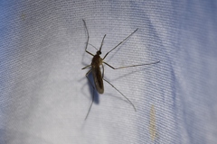 Culiseta inornata