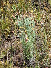 Syncarpha gnaphaloides
