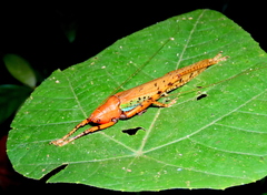 Eumacroxiphus brachyurus