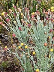 Syncarpha gnaphaloides