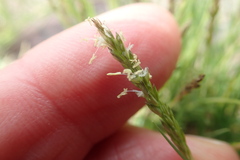 Sporobolus virginicus