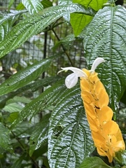 Pachystachys lutea
