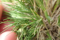 Sporobolus virginicus