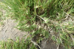 Sporobolus virginicus