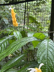 Pachystachys lutea
