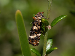 Scolioplecta comptana