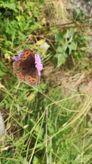 Erebia