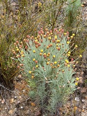 Syncarpha gnaphaloides