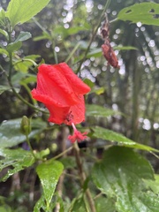 Hibiscus rosa-sinensis