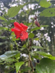 Hibiscus rosa-sinensis