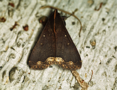 Rejectaria cocytalis