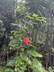 Hibiscus rosa-sinensis