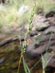 Panicum deustum
