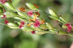 Panicum deustum