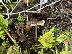 Auriscalpium umbella