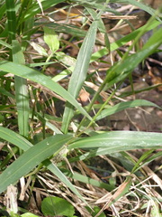 Panicum deustum
