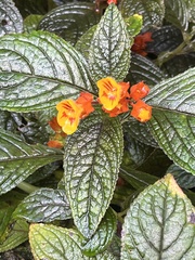 Chrysothemis pulchella