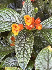 Chrysothemis pulchella