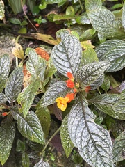 Chrysothemis pulchella