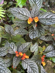 Chrysothemis pulchella