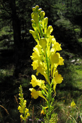 Linaria angustissima