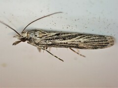 Eudonia atmogramma