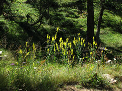 Linaria angustissima