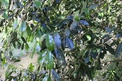 Baloghia inophylla