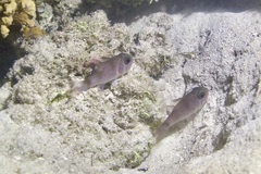 Nectamia bandanensis