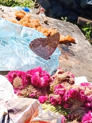 Prepona laertes octavia