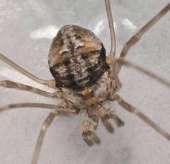 Dicranopalpus