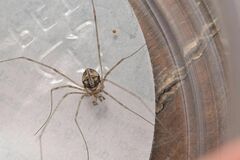 Dicranopalpus