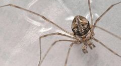 Dicranopalpus
