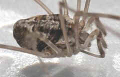 Dicranopalpus