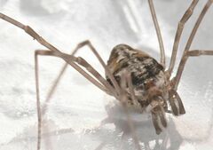 Dicranopalpus