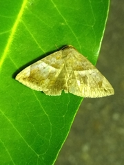 Buzara onelia