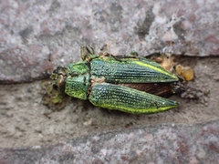 Chrysodema dalmanni
