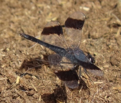 Brachythemis leucosticta