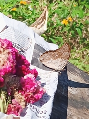 Prepona laertes octavia